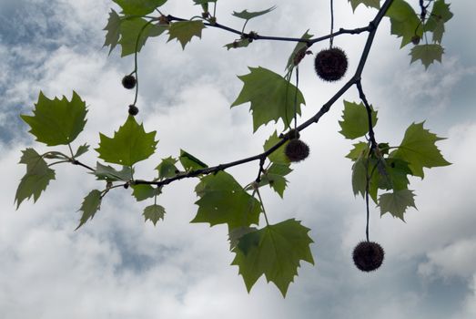 plane tree as background