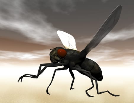 Digital visualization of a fly