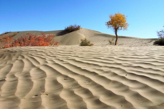 Landscape of desert with golden trees in the autumn