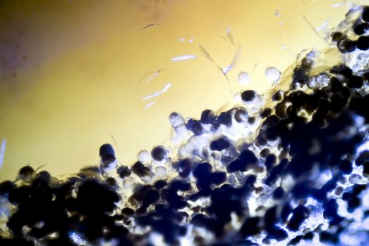 microphoto of an agate crystal in polarized light