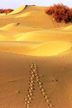 Landscape of desert with golden trees in the autumn