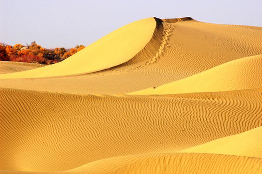 Landscape of golden desert in Xinjiang China