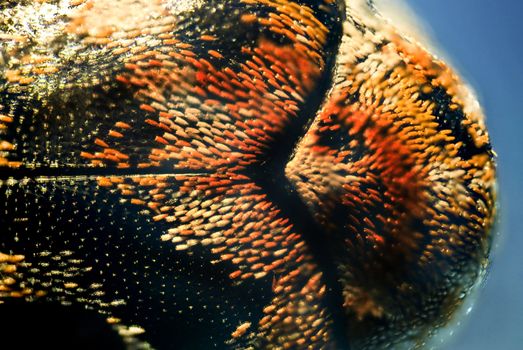micro photo: detail of a small beetle