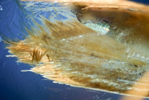micro photo: detail of moth