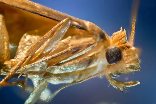 micro photo: detail of moth