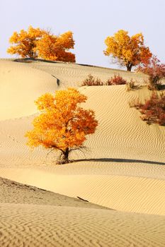 Landscape of desert with golden trees in the autumn