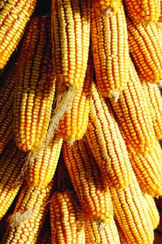 Pile of golden corn cobs in the autumn