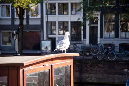 scene in the old town of amsterdam, netherlands