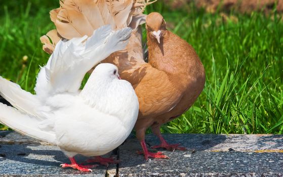 Brown dove  caring for white dove 