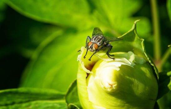 big black fly sitting on a flower