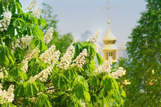 Flowering branches of chestnut (Aesculus hippocastanum) on the background of green leaves and sky 