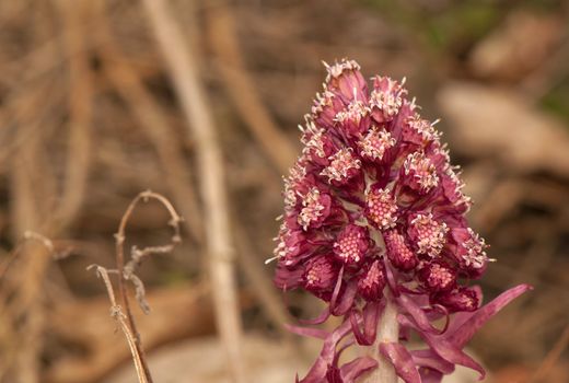 Petasites officinalis