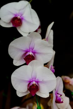 Beautiful orchid