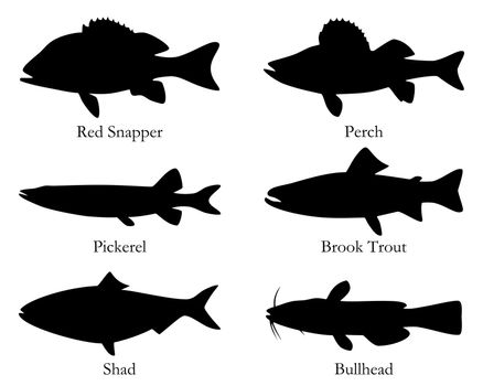 North American food fish