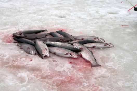 Trout catch on ice.