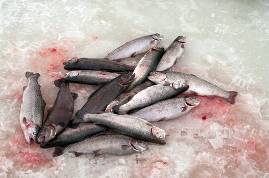 Catch of an rainbow trout on lake ice.