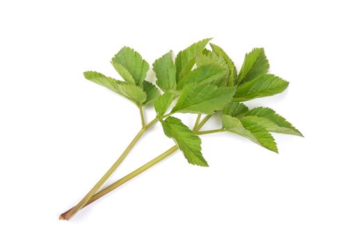 Ground elder