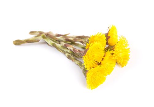 Flowers of coltsfoot