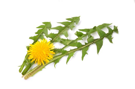 Leaves of hawkbit