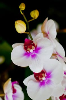 Beautiful orchid