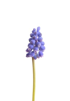 Grape hyacinth (Muscari botryoides)