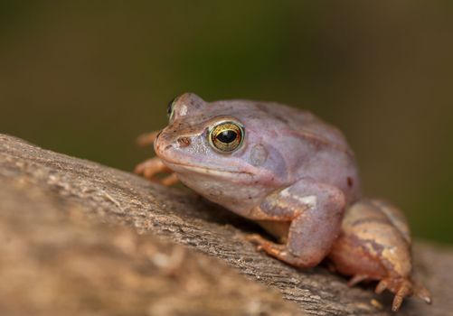 Moor frog