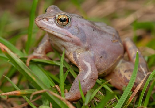 Moor frog