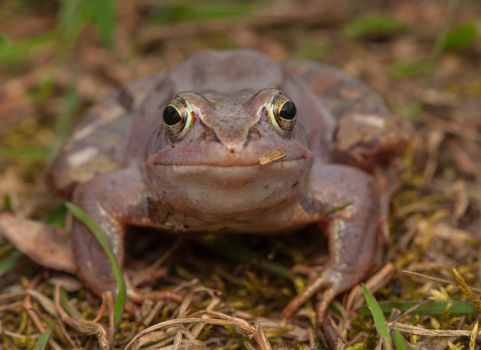 Moor frog