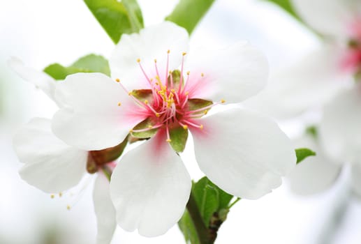 close up of white blossom on tree