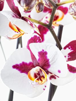 Beautiful white-violet orchid, it is isolated on a white background