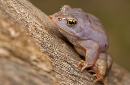 Moor frog