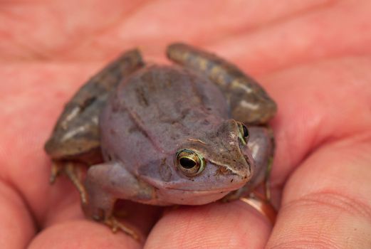 Moor frog