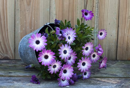 metal pot with pink spanish daisy