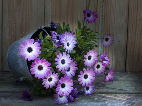 metal pot with pink spanish daisy