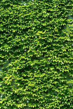 A Ivy covered building