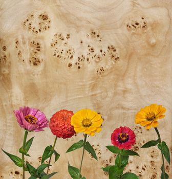 Flowers Zinnia with green leaves and veneer of tree, root of a poplar