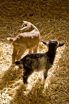 playing little goat kids in straw
