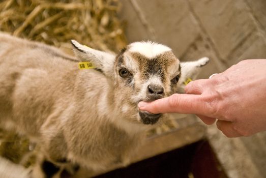little goat kid sucking on a finger
