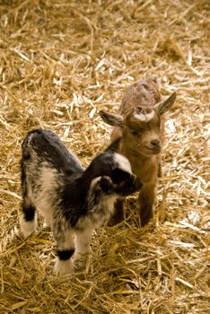 playing little goat kids in straw