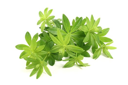 fresh green sweet woodruff with buds on a light background