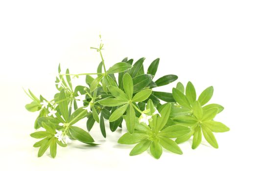 fresh green sweet woodruff with flowers on a bright background