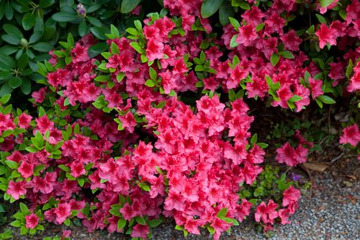 bright red flowers on the bush