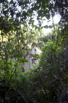 A tropical jungle with blue skies in the summer