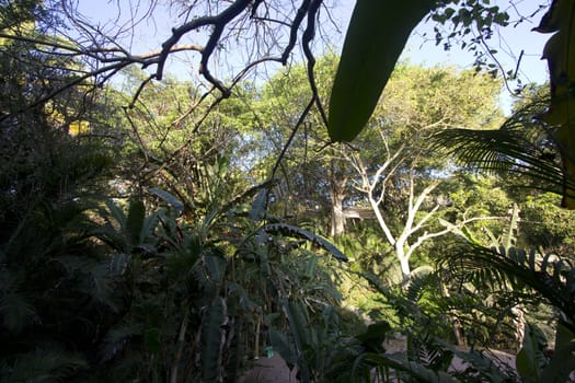 A tropical jungle with blue skies in the summer