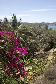 ocean view from the top of the jungle