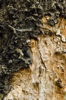 Old big hardwood log 