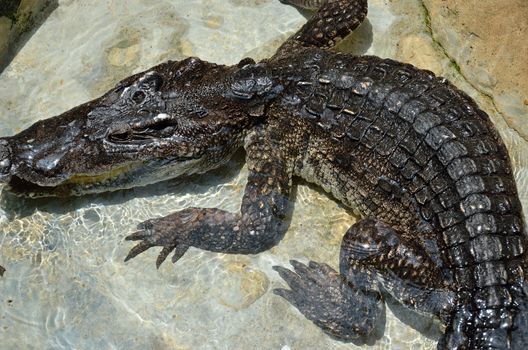 Crocodile in the water at zoo