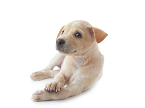 puppy dog lying isolated on white background