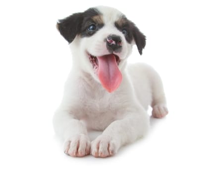 Puppy Dog showing Tongue isolated on white background