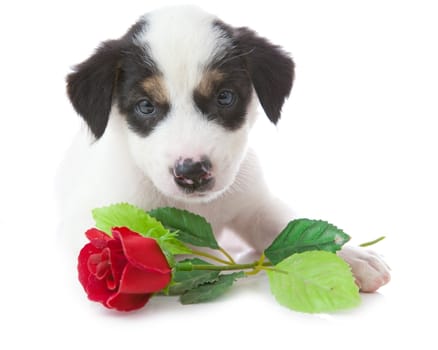 puppy dog with rose in front of a white background